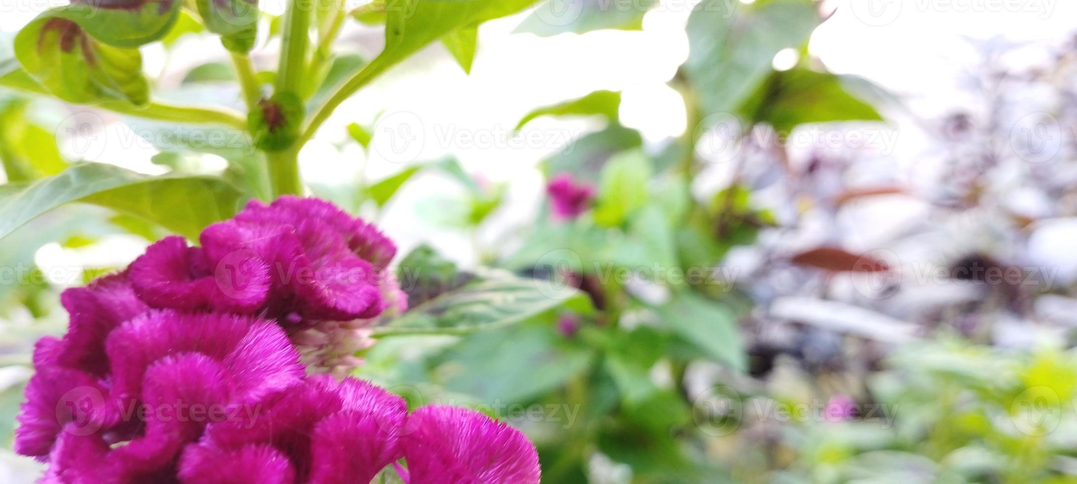 Die Hühnerkammpflanze ist rosa und die Blätter sind grün foto