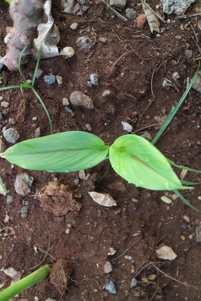 Kurkuma-Pflanzentriebe mit grünen Blättern foto