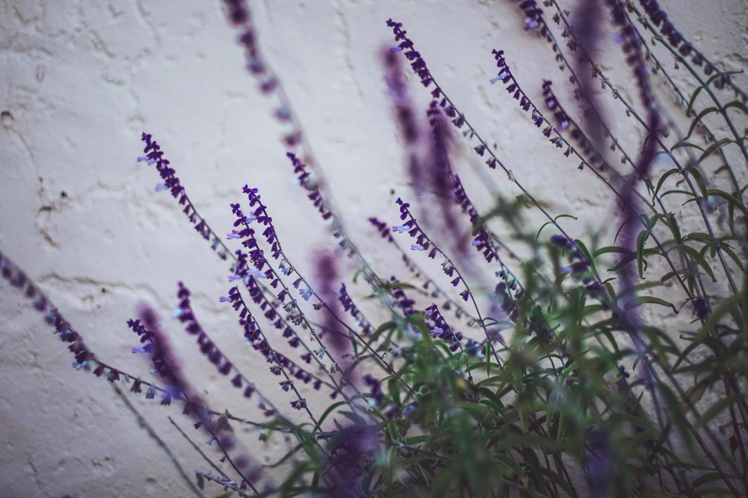 selektiver Fokus von lila Blüten foto