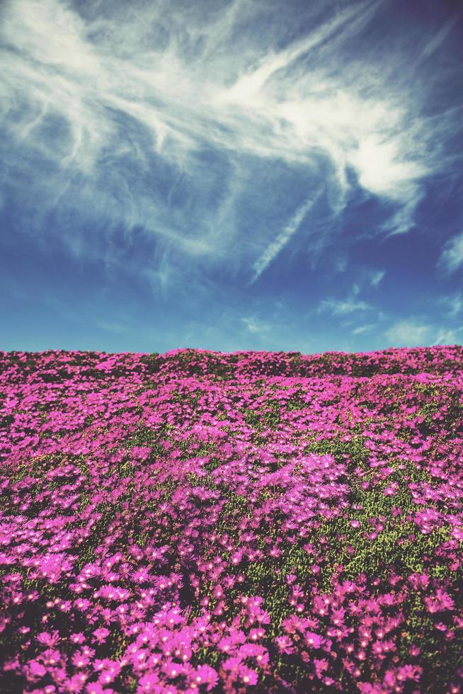 rosa Blumenfeld unter blauem Himmel foto