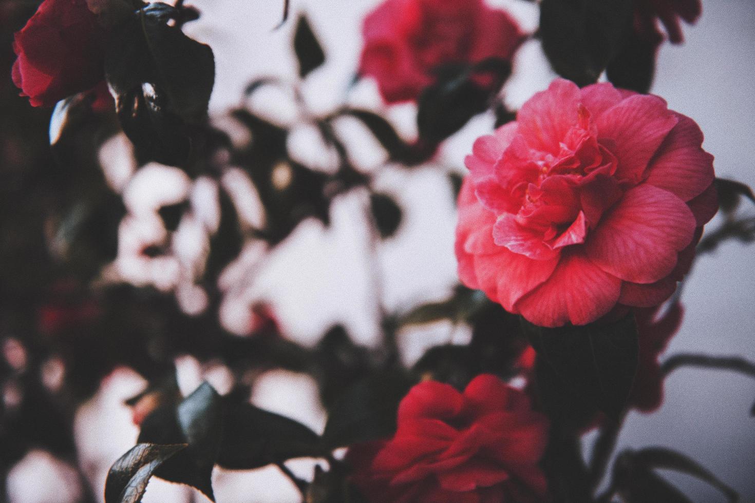 rosa Blütenblattblumen-Nahaufnahme foto