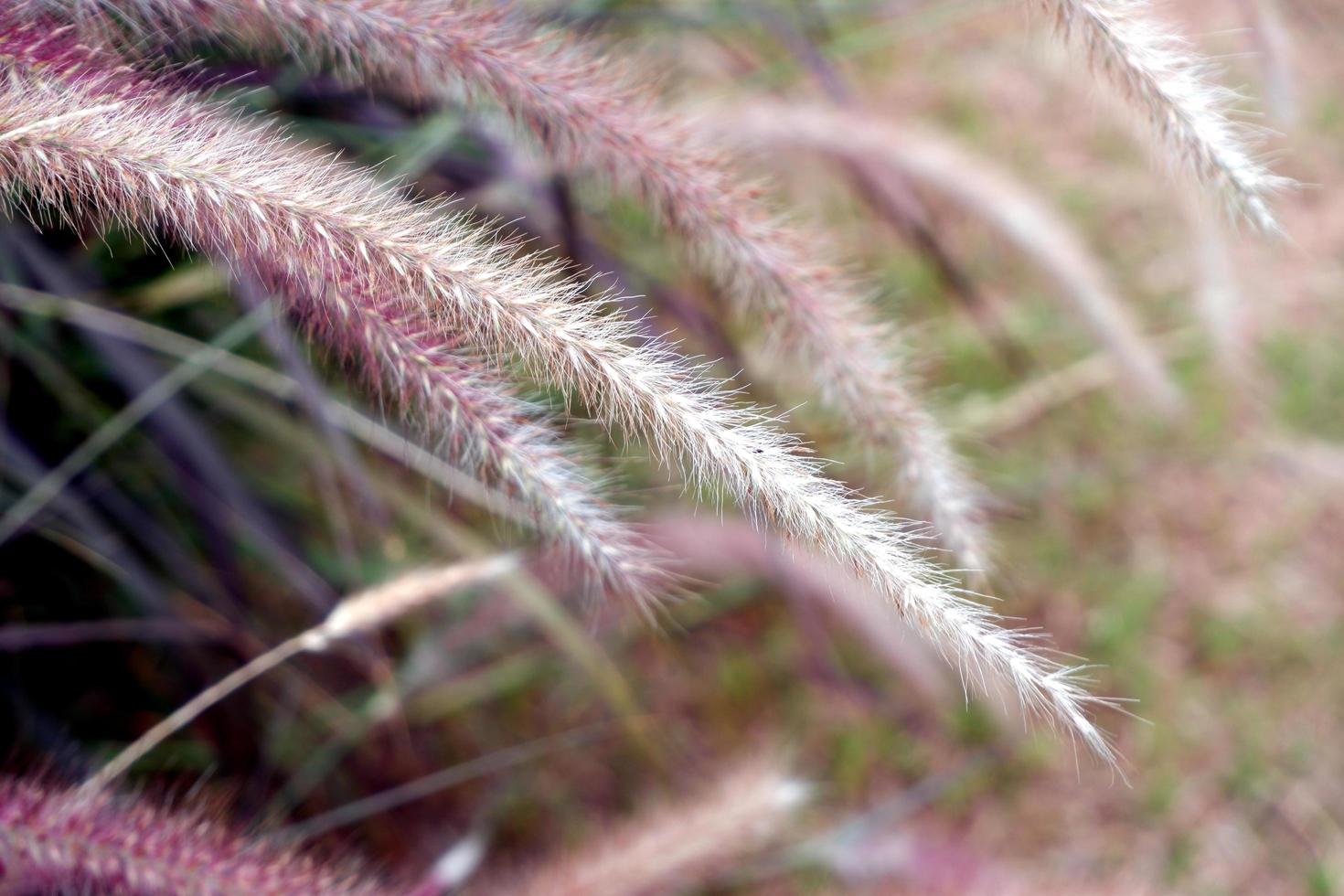 wildes Gras im Garten foto