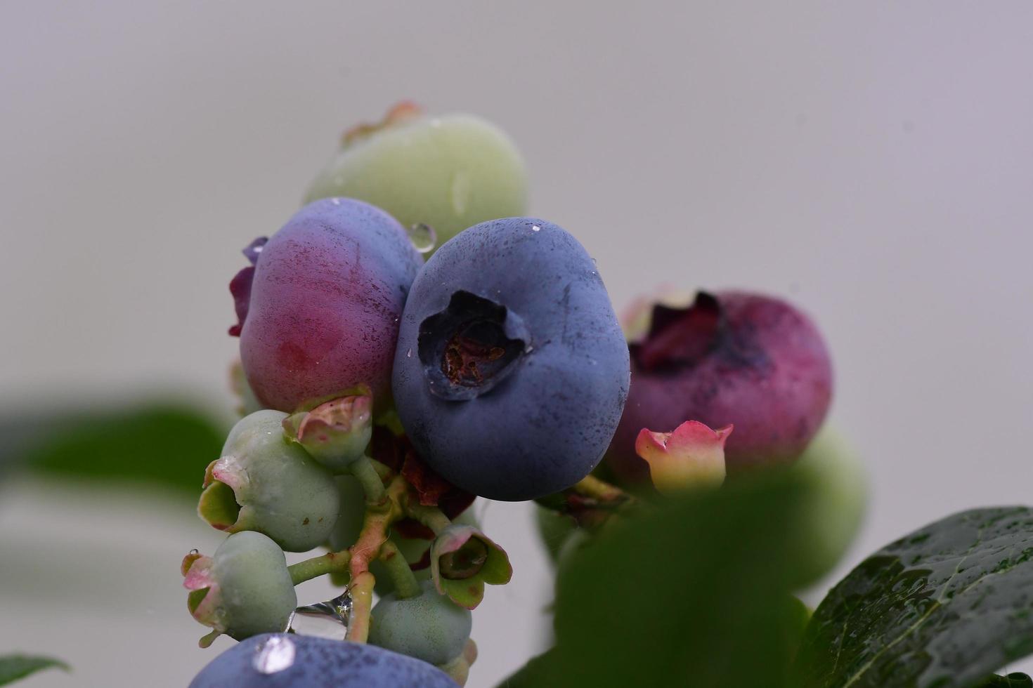 Blaubeeren in verschiedenen Reifegraden foto