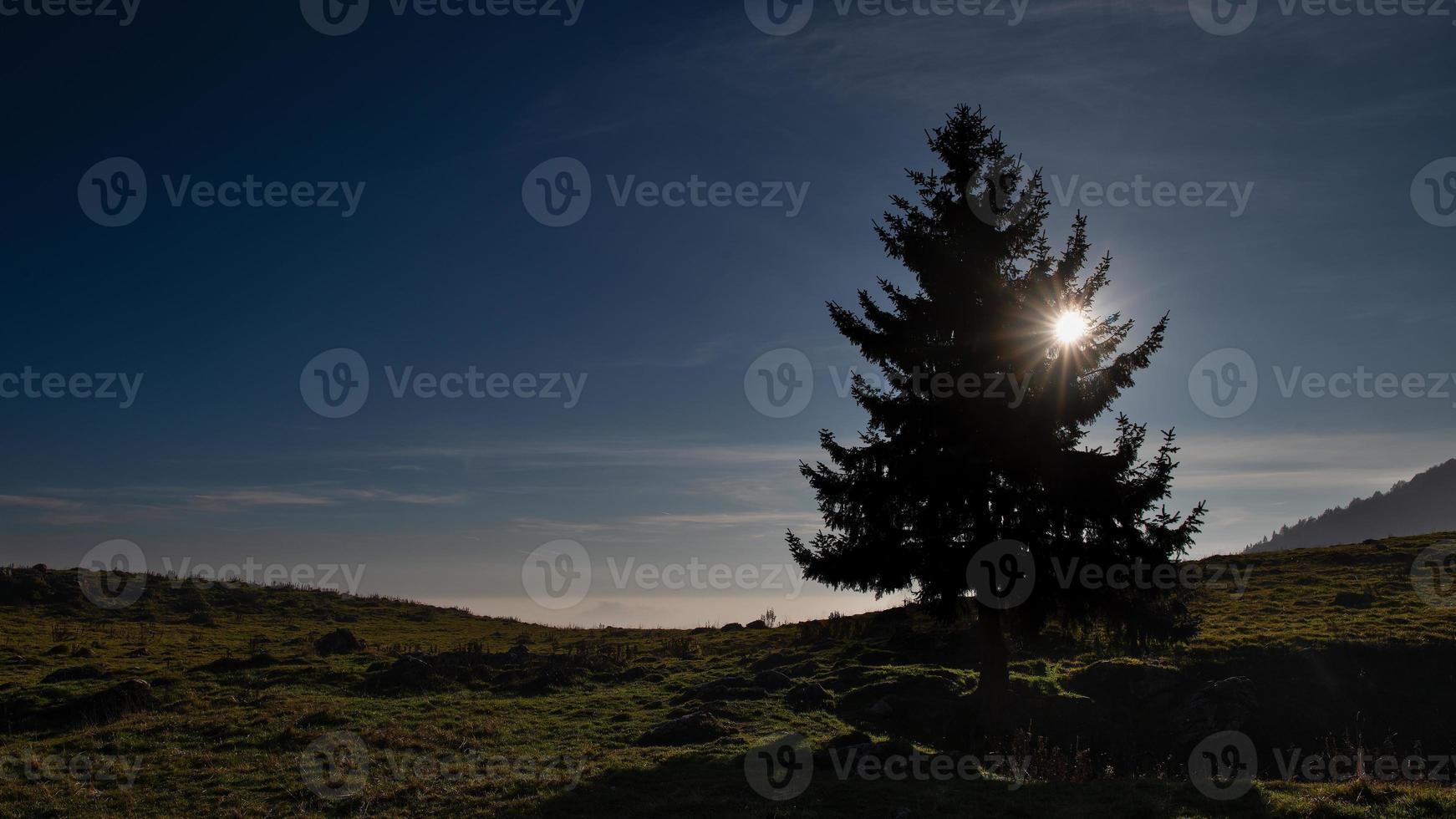 Kiefer auf einer Bergwiese mit der Sonne foto