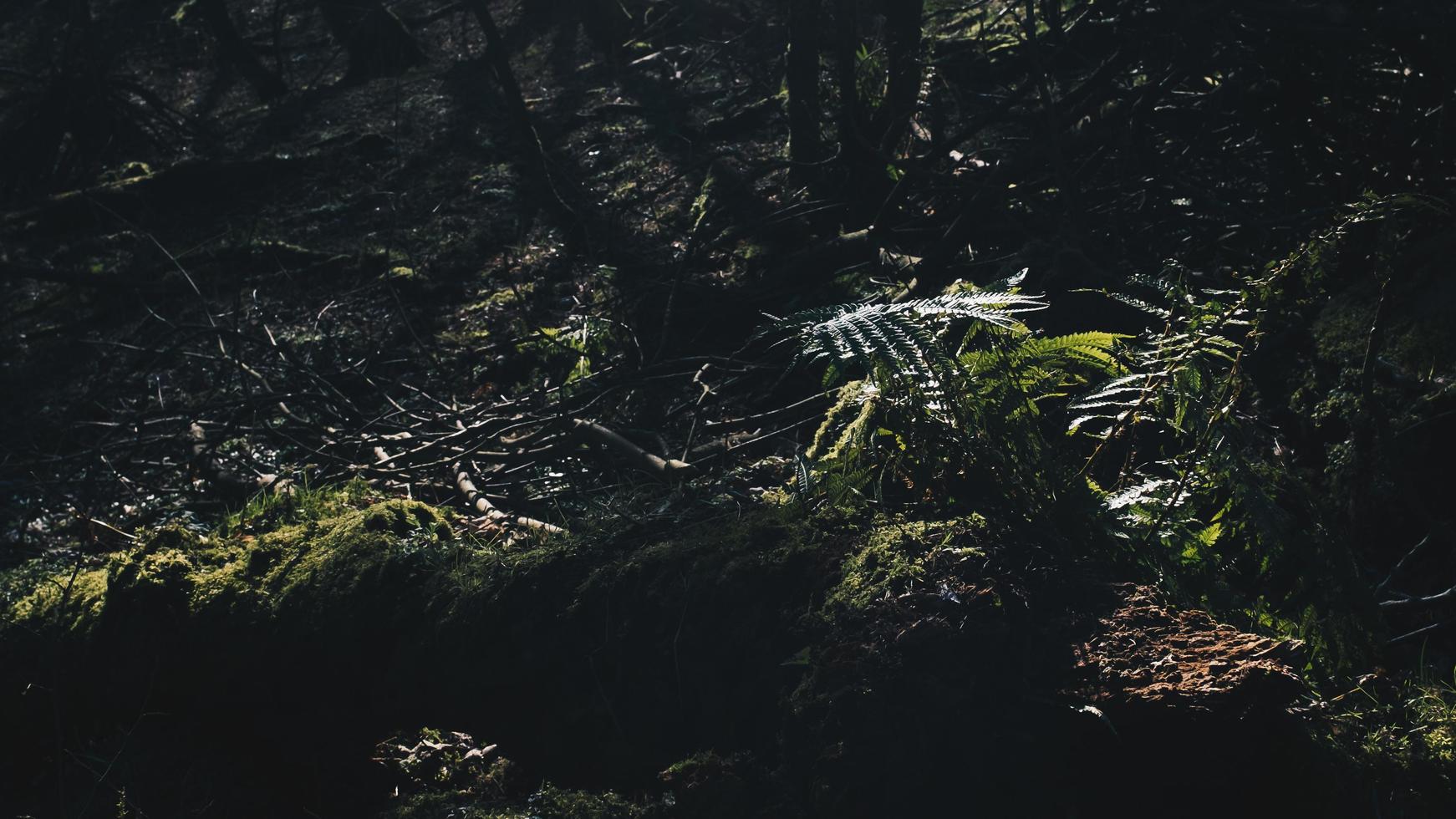 Vegetation in einem Wald foto