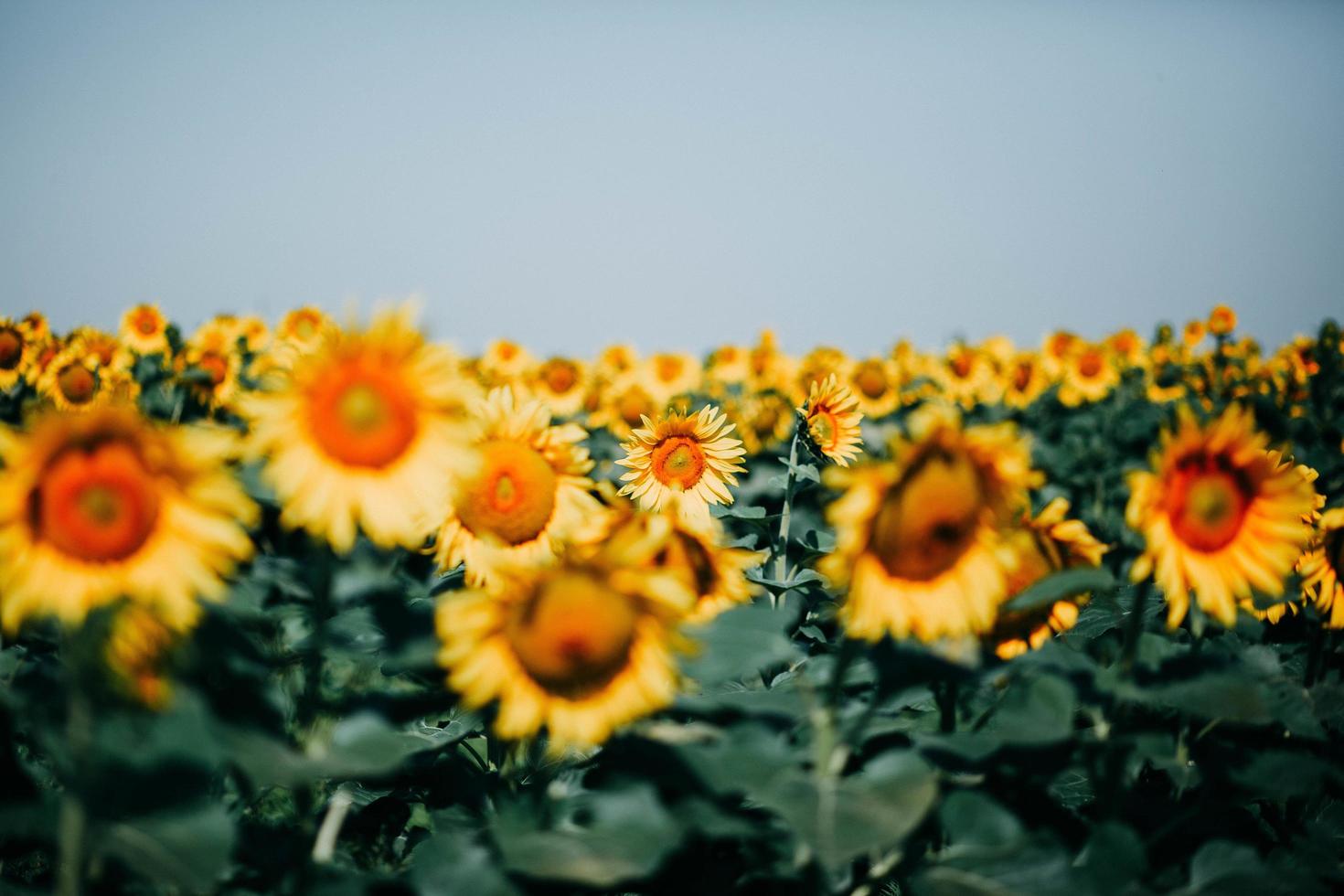 gelbes Sonnenblumenfeld foto