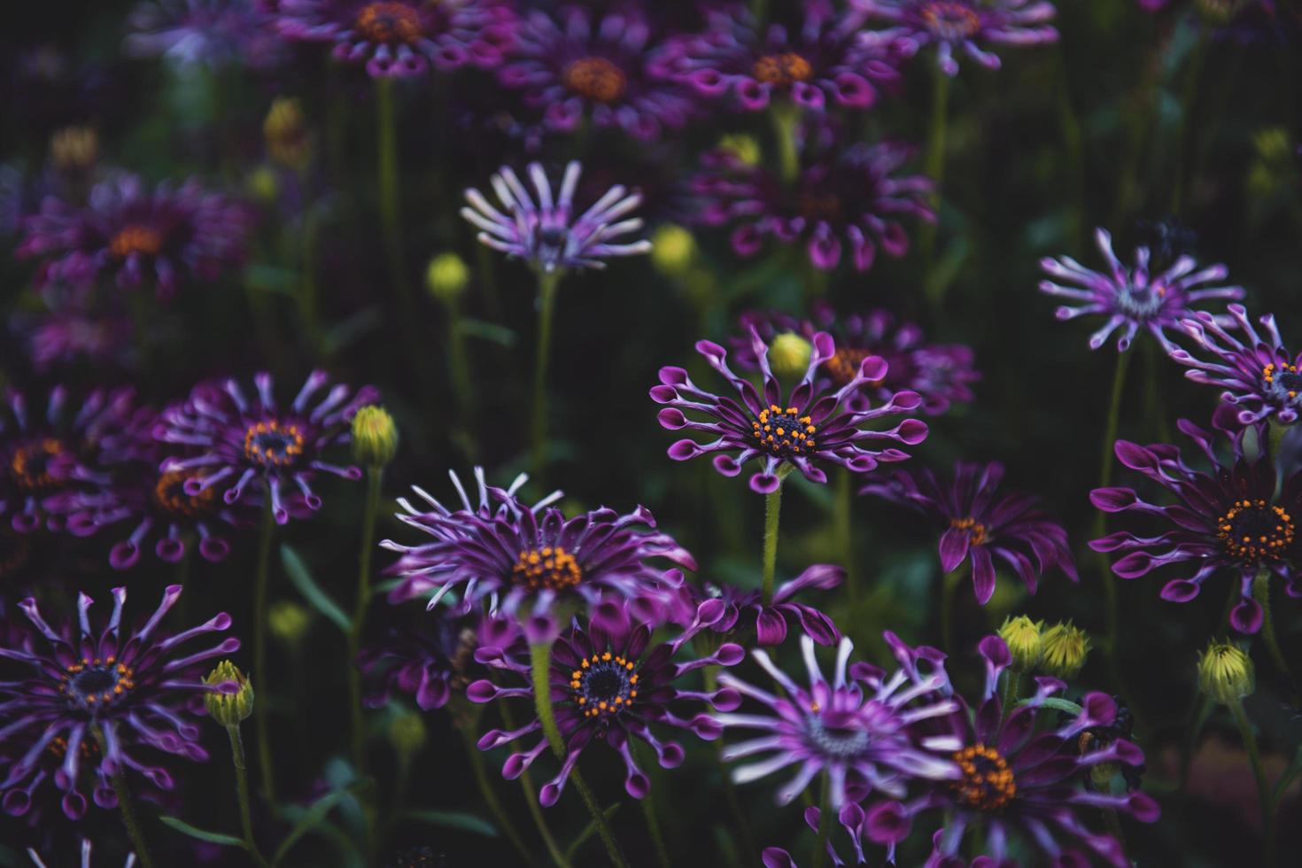 flaches Fokusfoto von lila Blumen foto