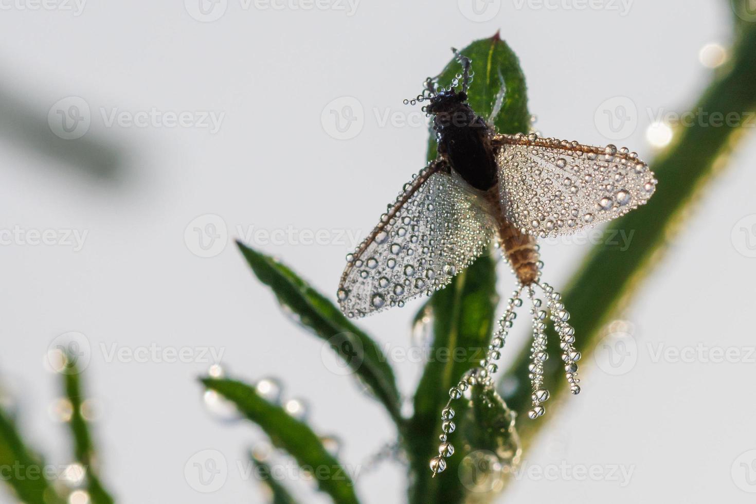Imago von Ephemeroptera Eintagsfliege sitzt auf Gras mit Tautropfen auf Flügeln foto