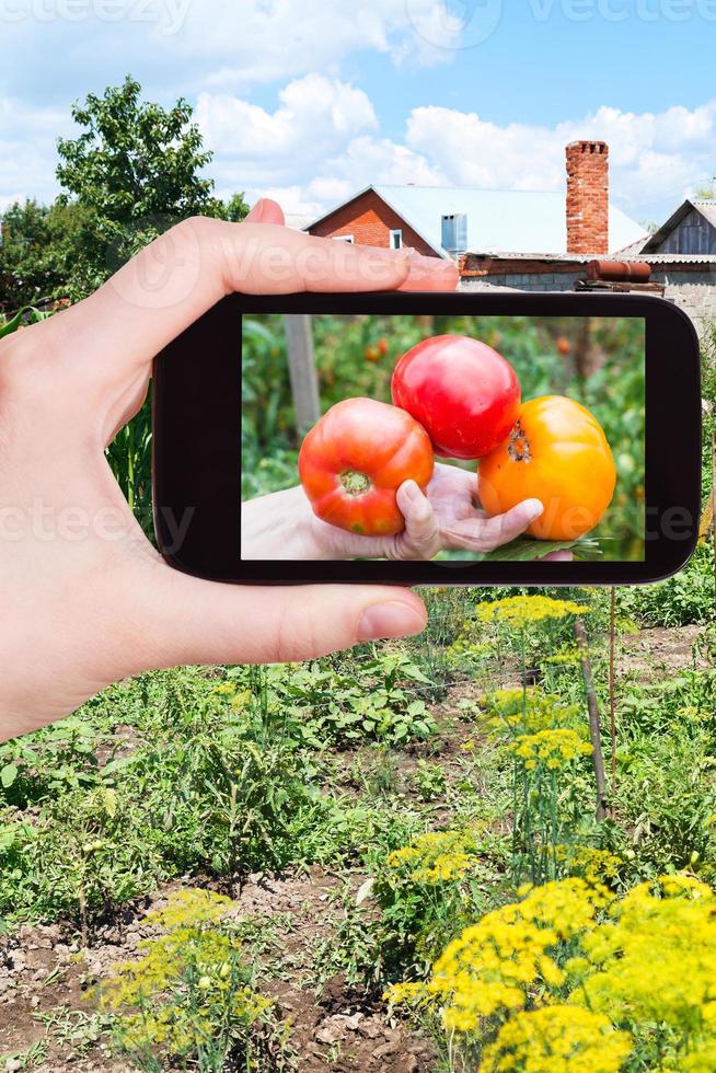 Landwirt fotografiert geerntete reife Tomaten foto