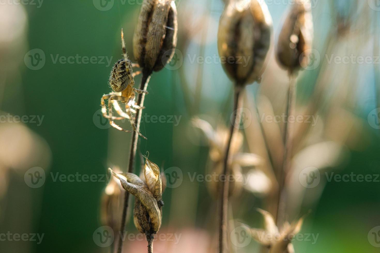 Kreuzspinne, die auf einem Spinnenfaden zu einer Pflanze kriecht. ein nützlicher Jäger unter den Insekten foto