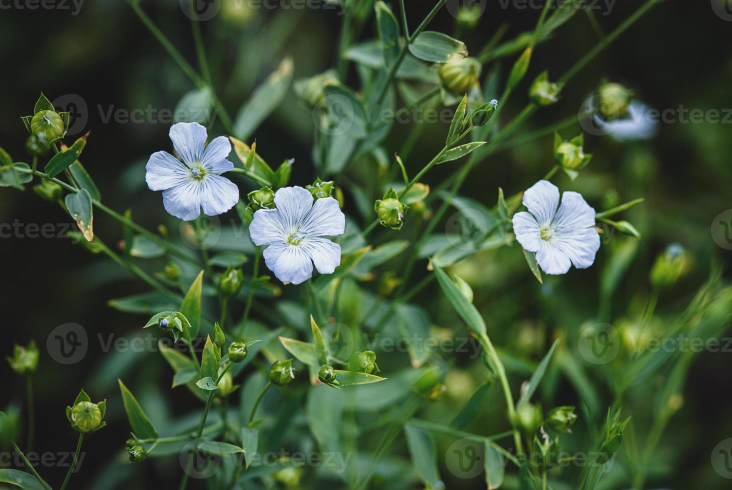 leinsamen mit blauen blumen, die im garten wachsen - linum usitatissimum foto