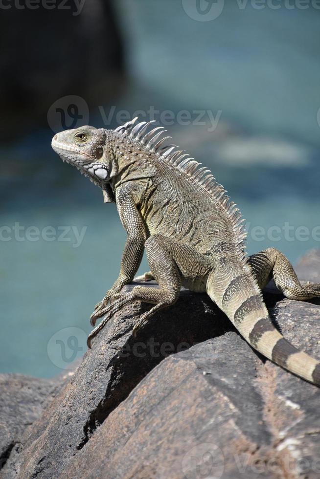 Leguan am Rand eines großen Felsens foto