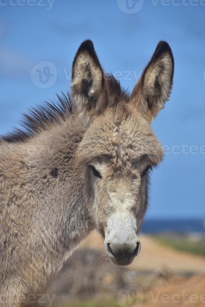 direkter Blick in das Gesicht eines wilden Eselbabys foto