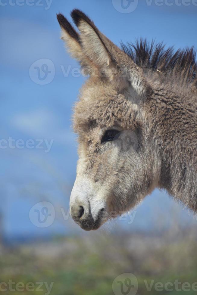 wildes südamerikanisches eselsbaby in aruba foto