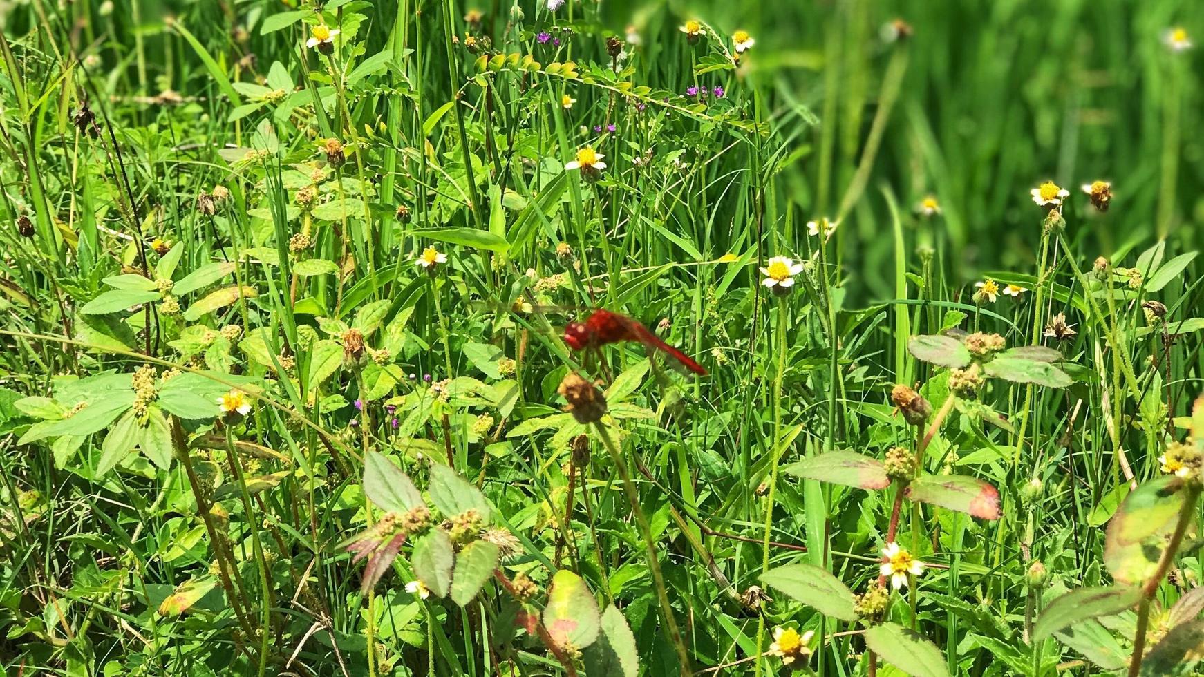 Rote Libelle im Feld foto