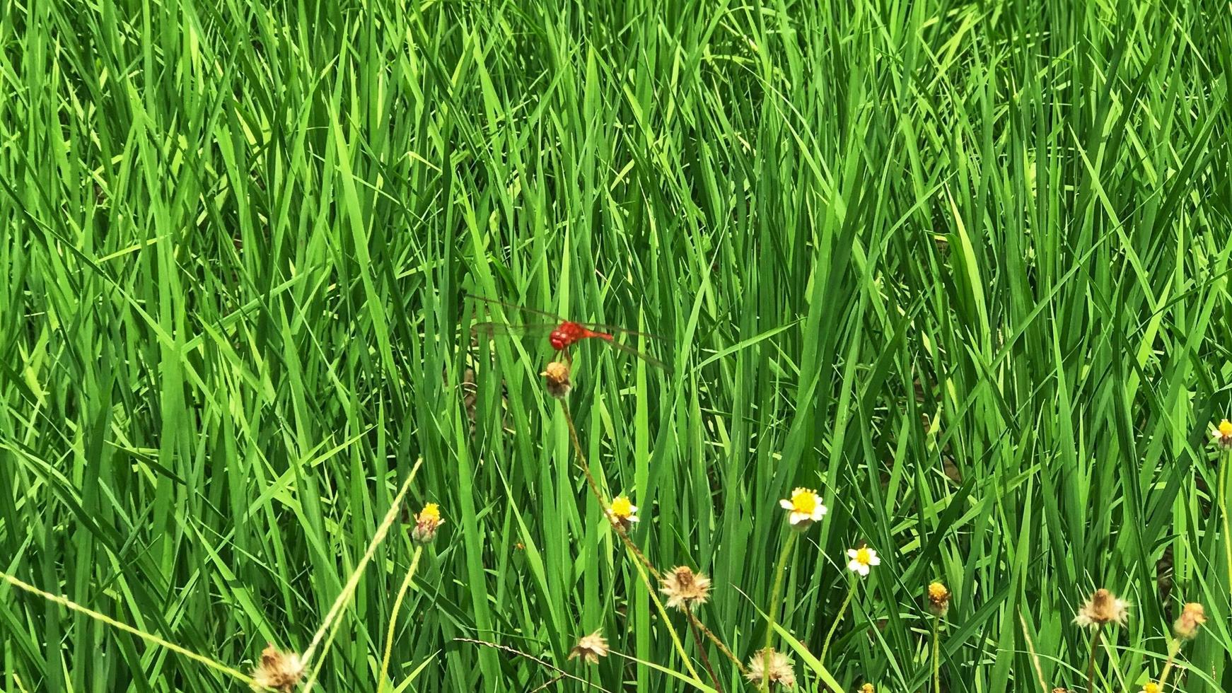 Rote Libelle im Feld foto