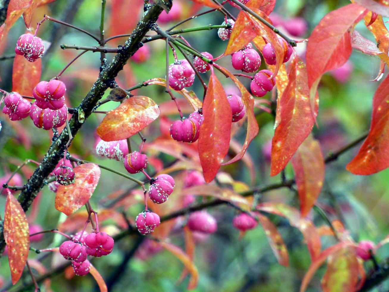 rote Beeren und Herbstlaub foto