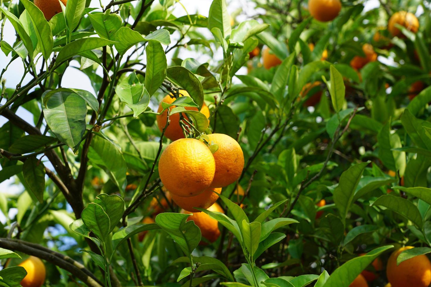 Mandarinenbaum auf Ibiza foto