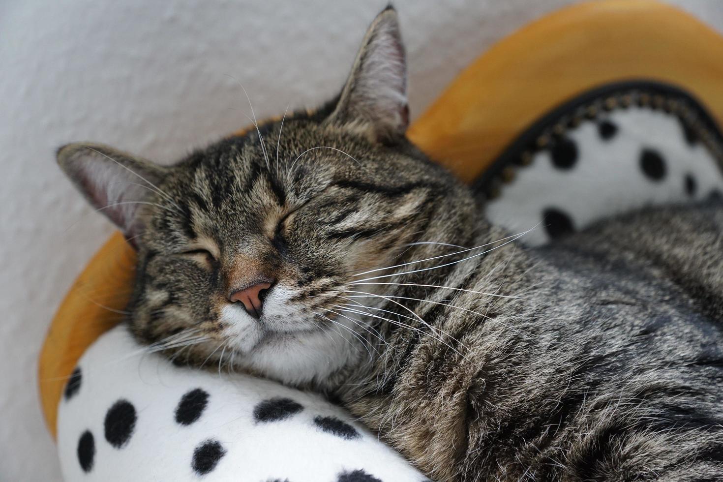 süße schlafende Katze foto