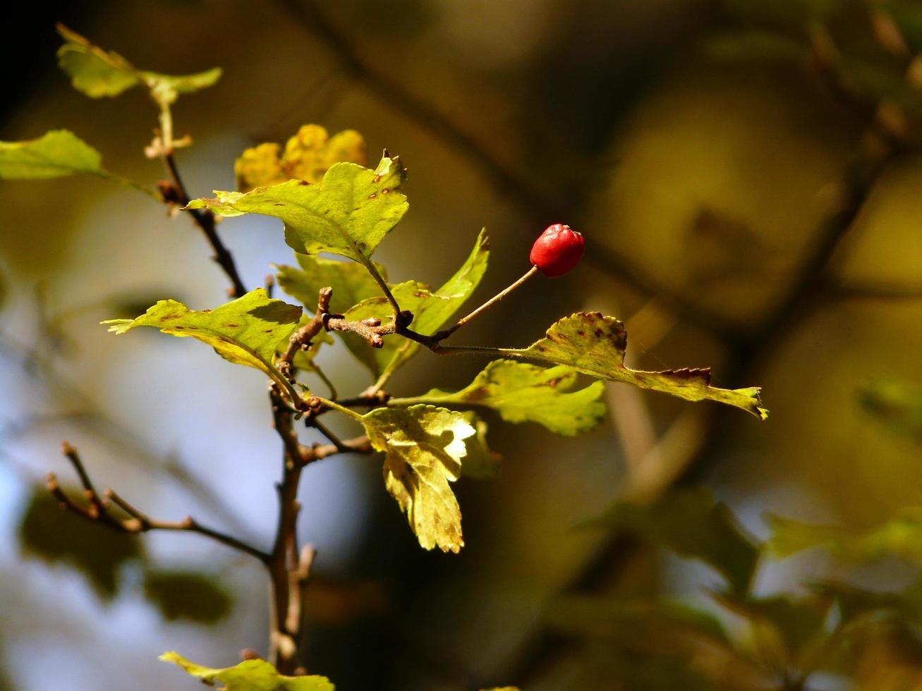 rote Beere auf Zweig foto