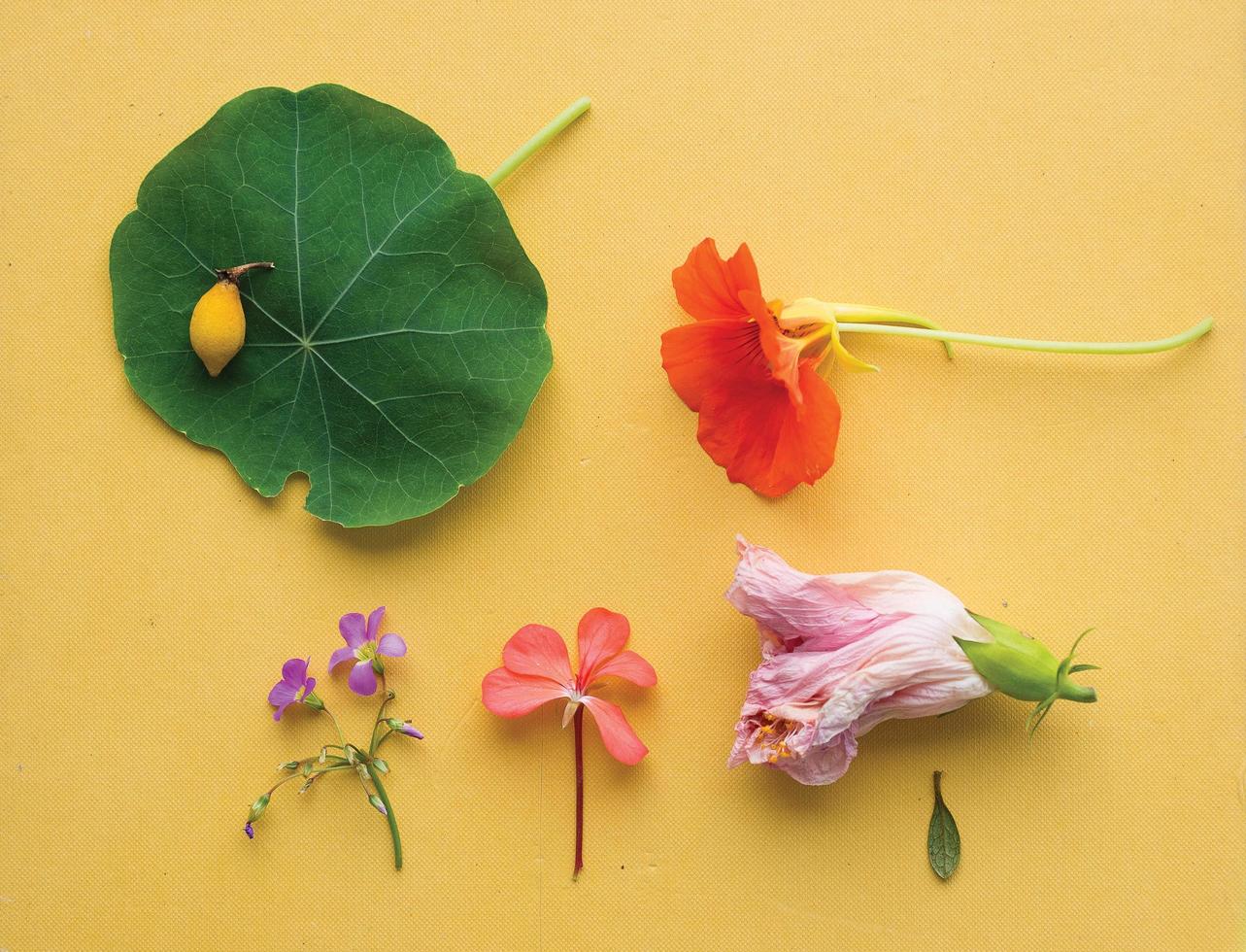 verschiedene Blumen und Blütenblätter foto