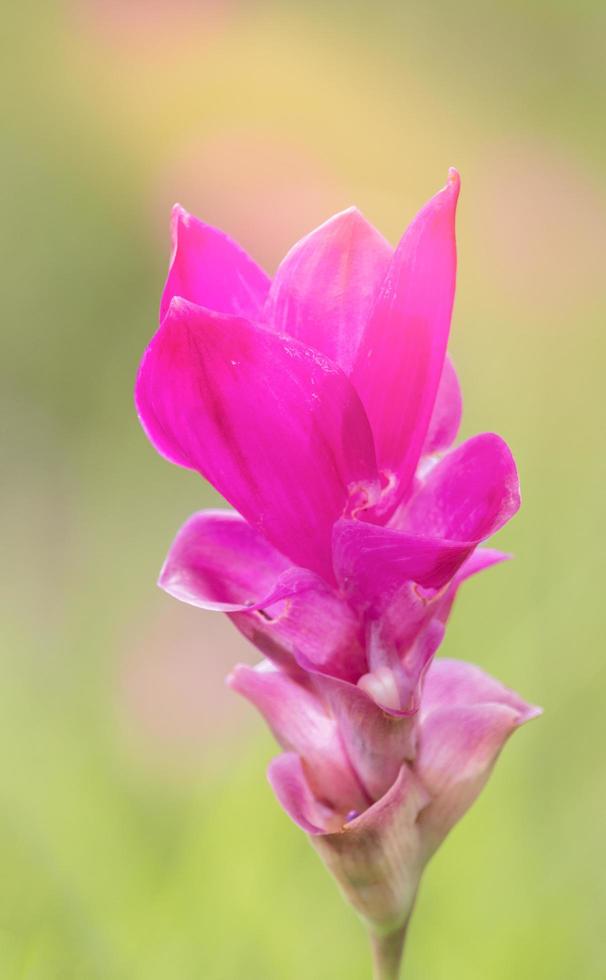 Nahaufnahme einer rosa Siam-Tulpe foto