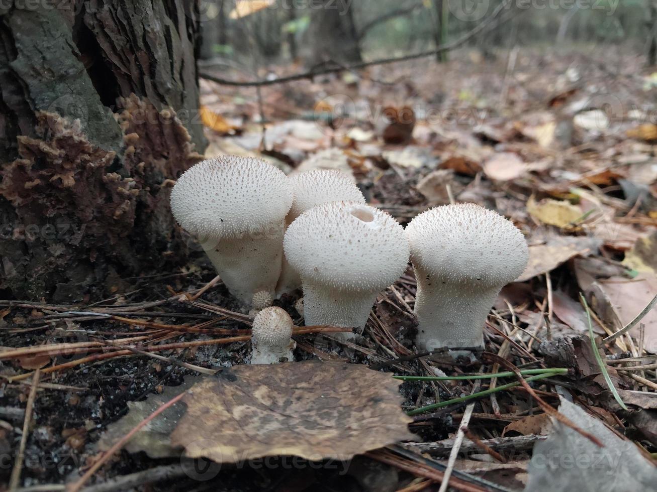 Pilze, die im Herbstwald wachsen foto