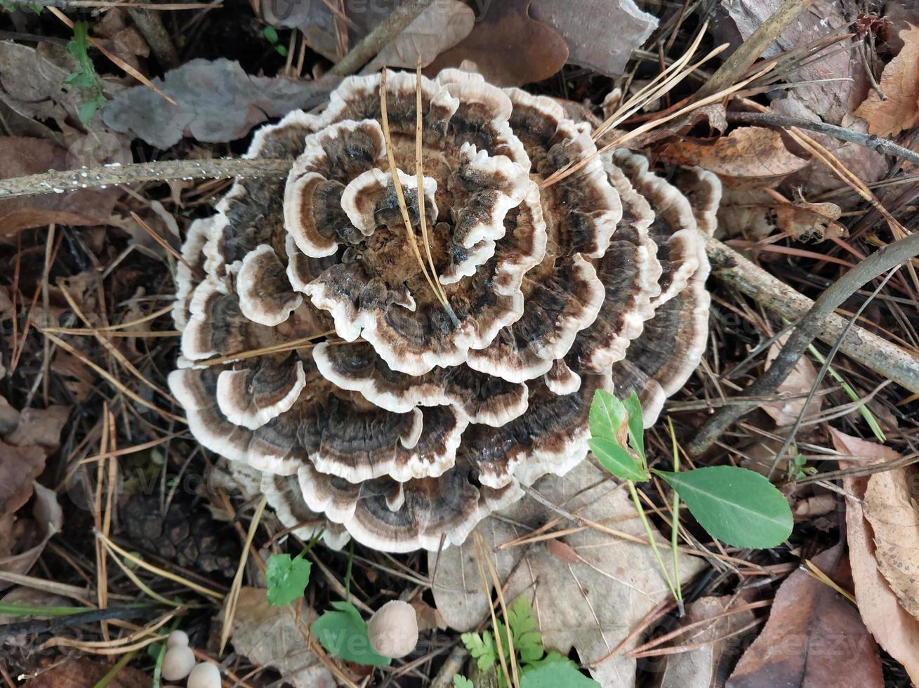 Pilze, die im Herbstwald wachsen foto