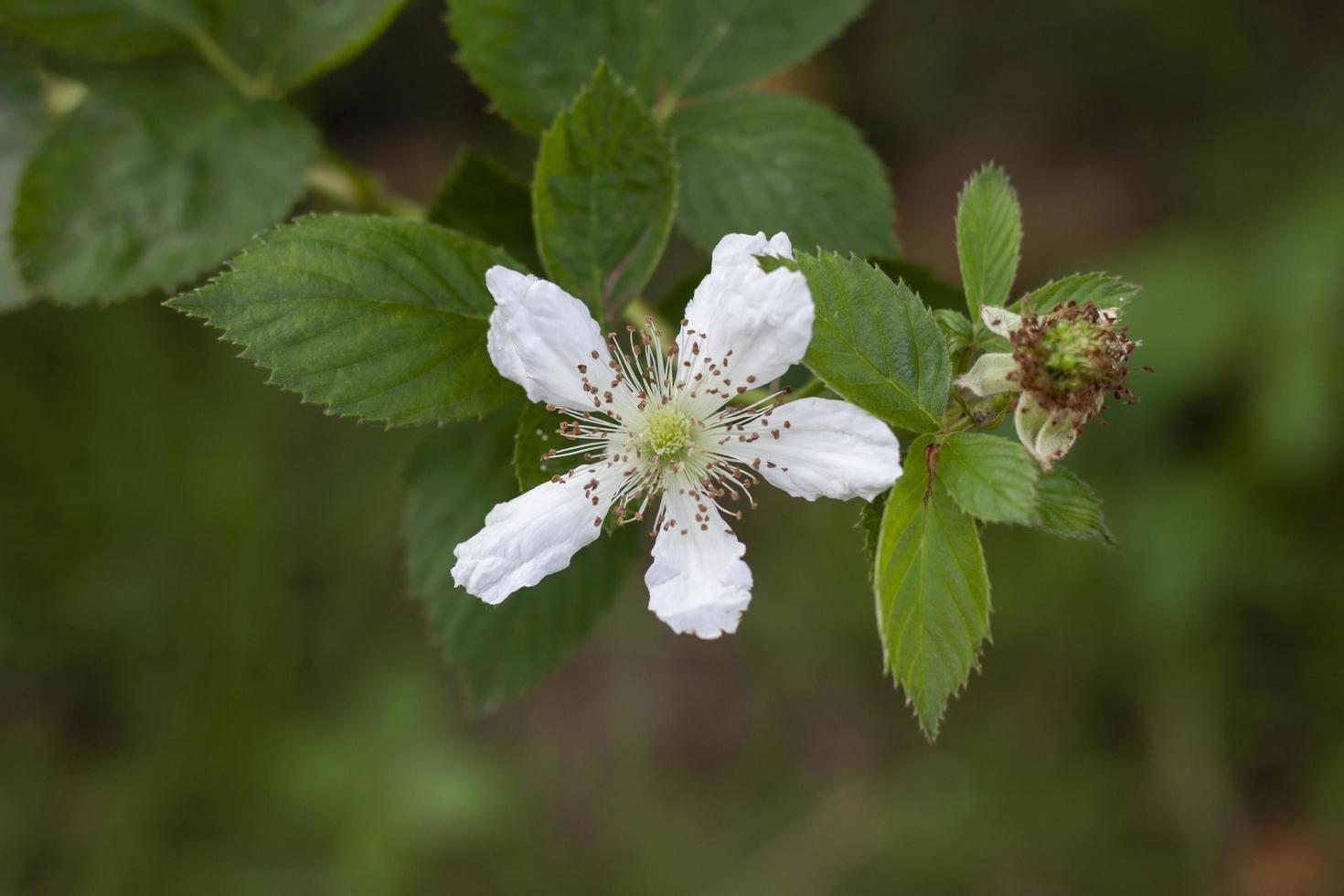 weiße himbeerblumenblüte auf baum im garten auf unscharfem naturhintergrund. foto