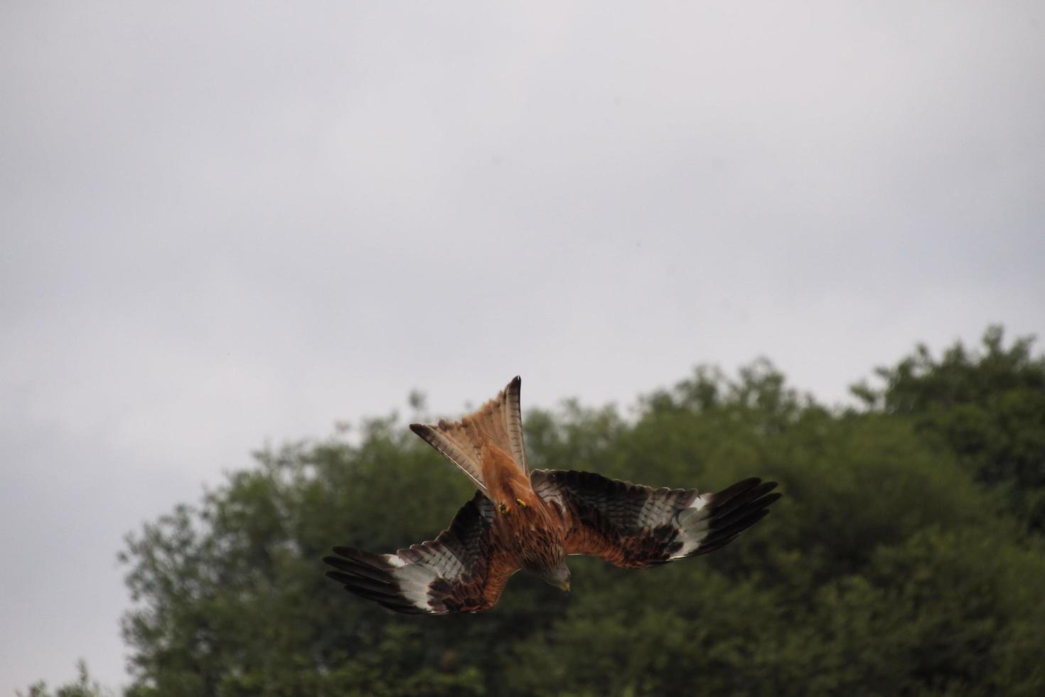 Nahaufnahme eines Rotmilans im Flug auf der Gigrin Farm in Wales foto