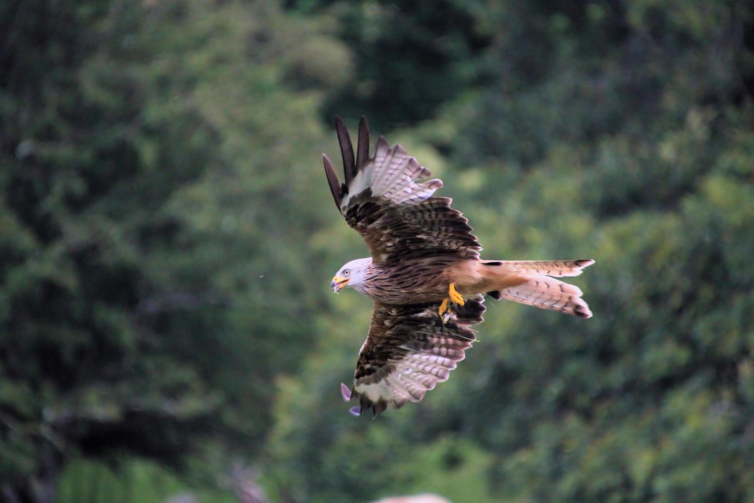 Nahaufnahme eines Rotmilans im Flug auf der Gigrin Farm in Wales foto