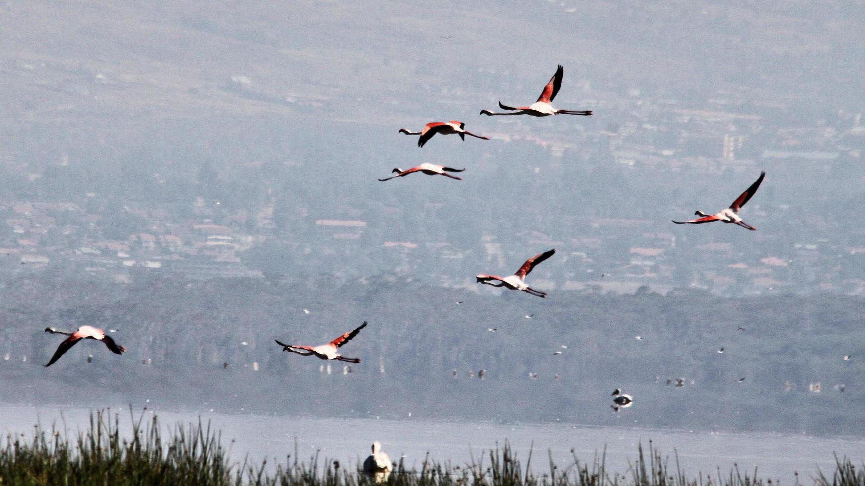 ein Blick auf einen Flamingo foto