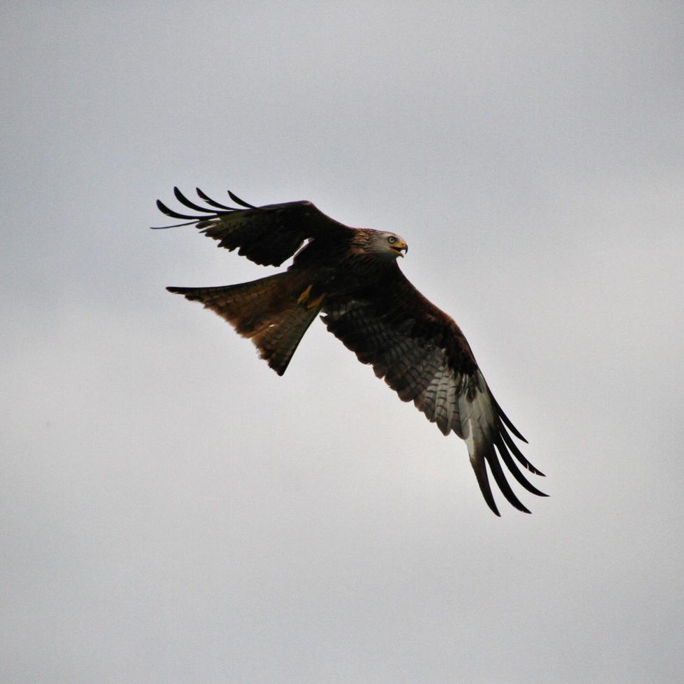 Nahaufnahme eines Rotmilans im Flug auf der Gigrin Farm in Wales foto