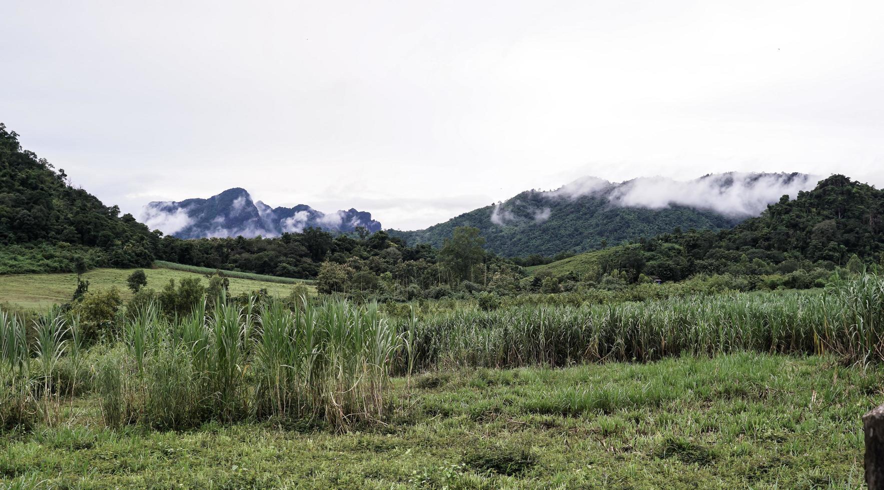 berge mit morgennebel sehen im bezirk phu kradueng in thailand schön und friedlich aus. foto