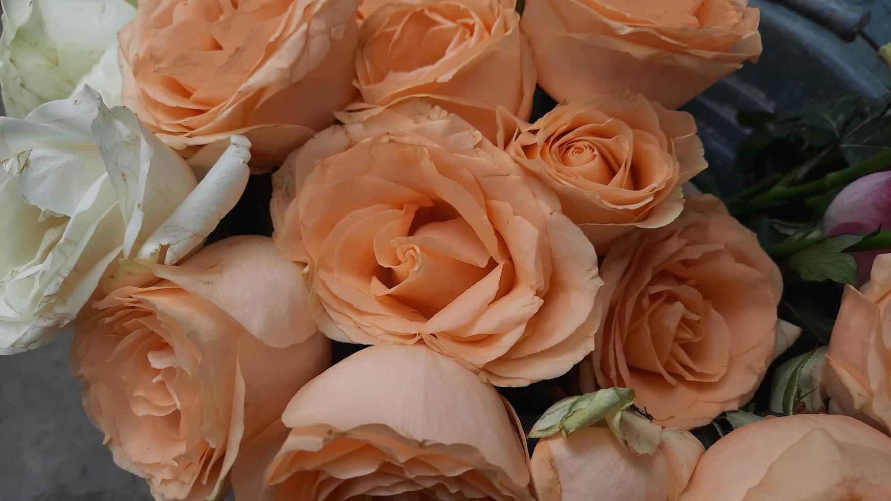 orangefarbenes und weißes Rosendetail zur Dekoration foto