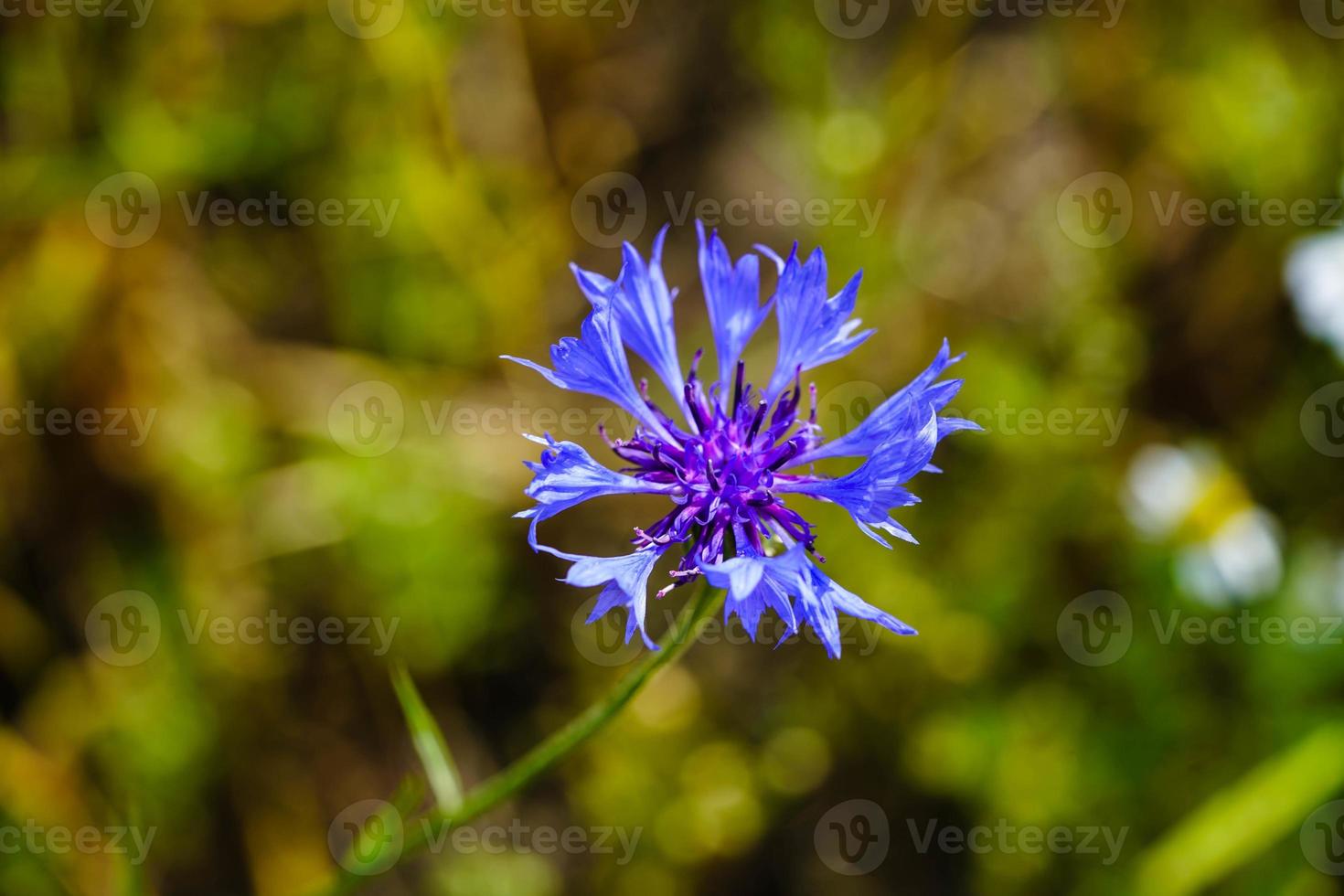 die blaue kornblume centaurea cyanus ist eine essbare pflanze foto