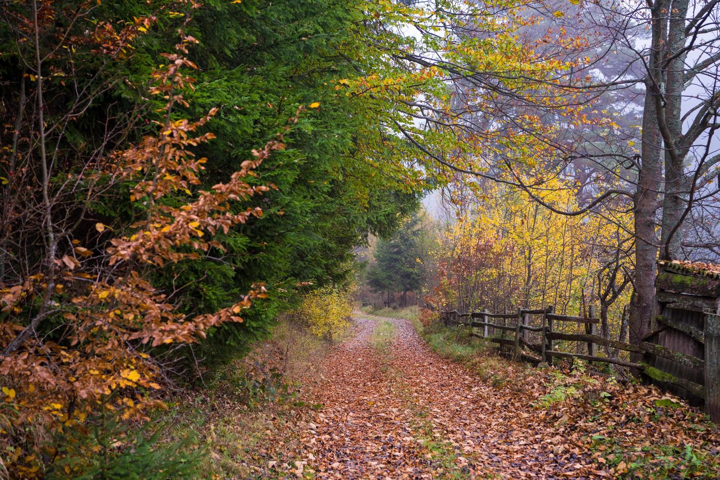 Herbstwald an einem nebligen Morgen foto