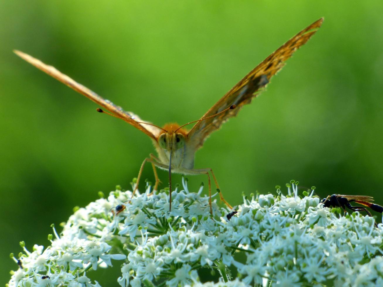 Nahaufnahme des Schmetterlings auf weißer Blume foto