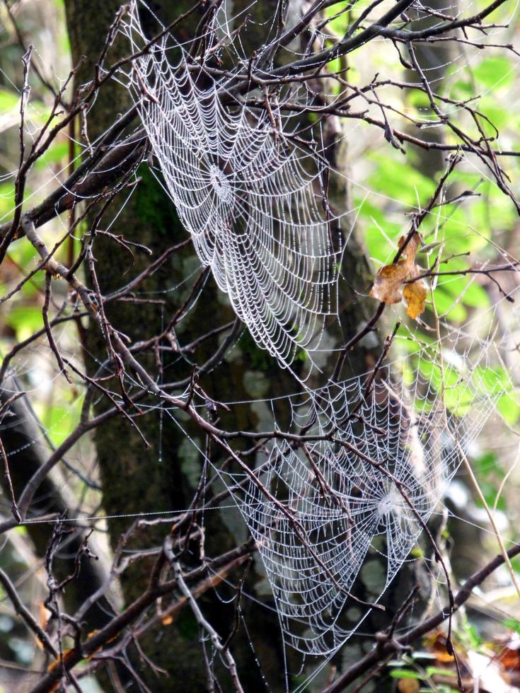 Spinnennetze auf einem Baum foto