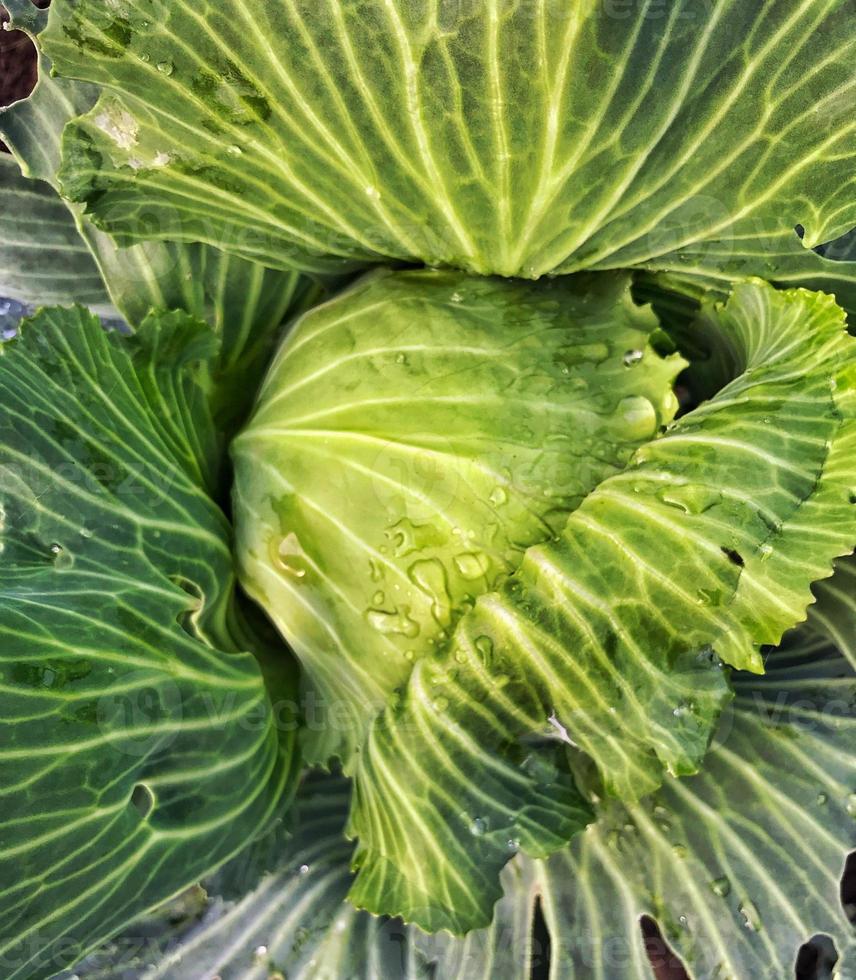 leckerer und gesunder Weißkohl. Sicht von oben. gesundes Essen. schöner Hintergrund foto