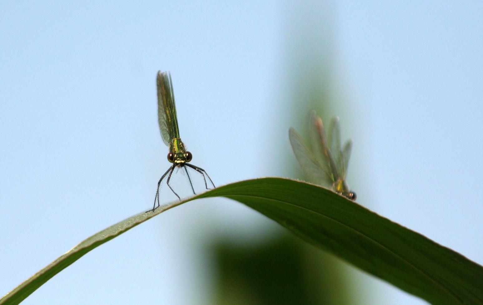 Libelle auf grüner Klinge foto