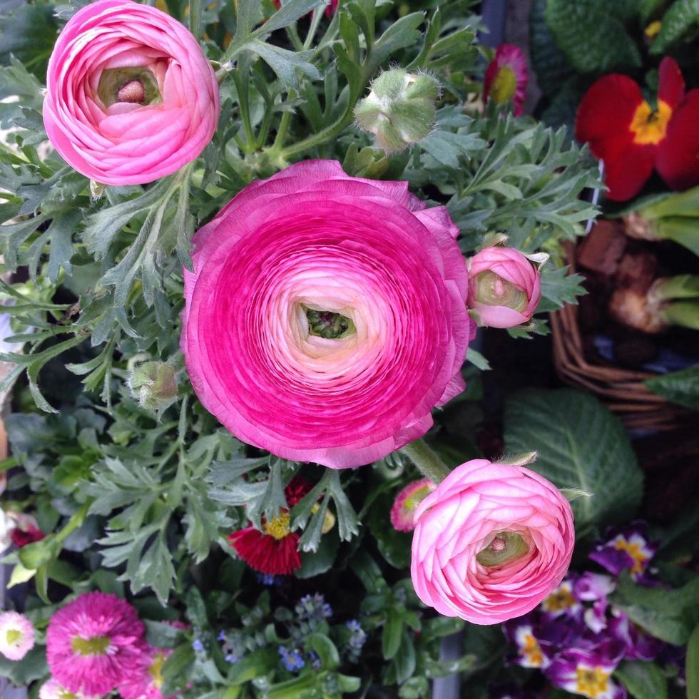 Strauß rosa Blumen foto