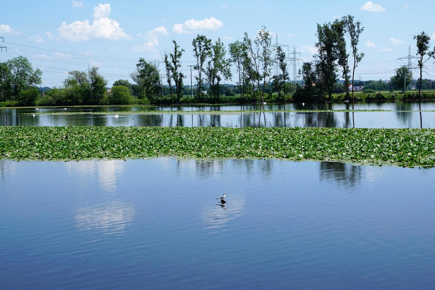 Fluss Donau bei Ulm foto