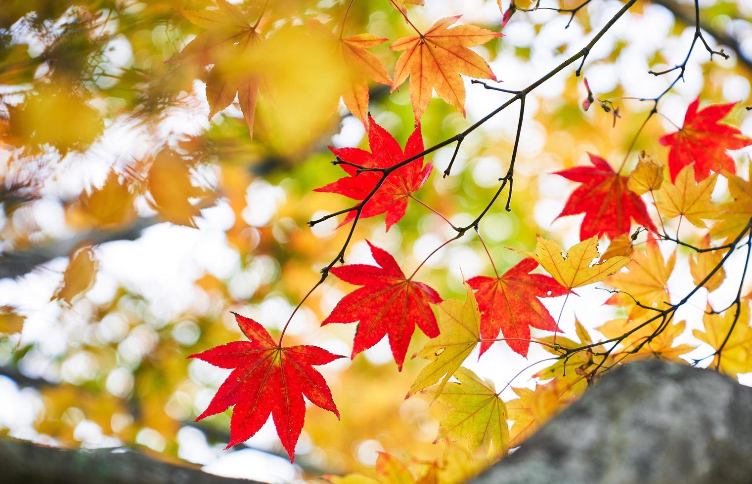 rote Ahornblätter in der Herbstsaison Japan foto