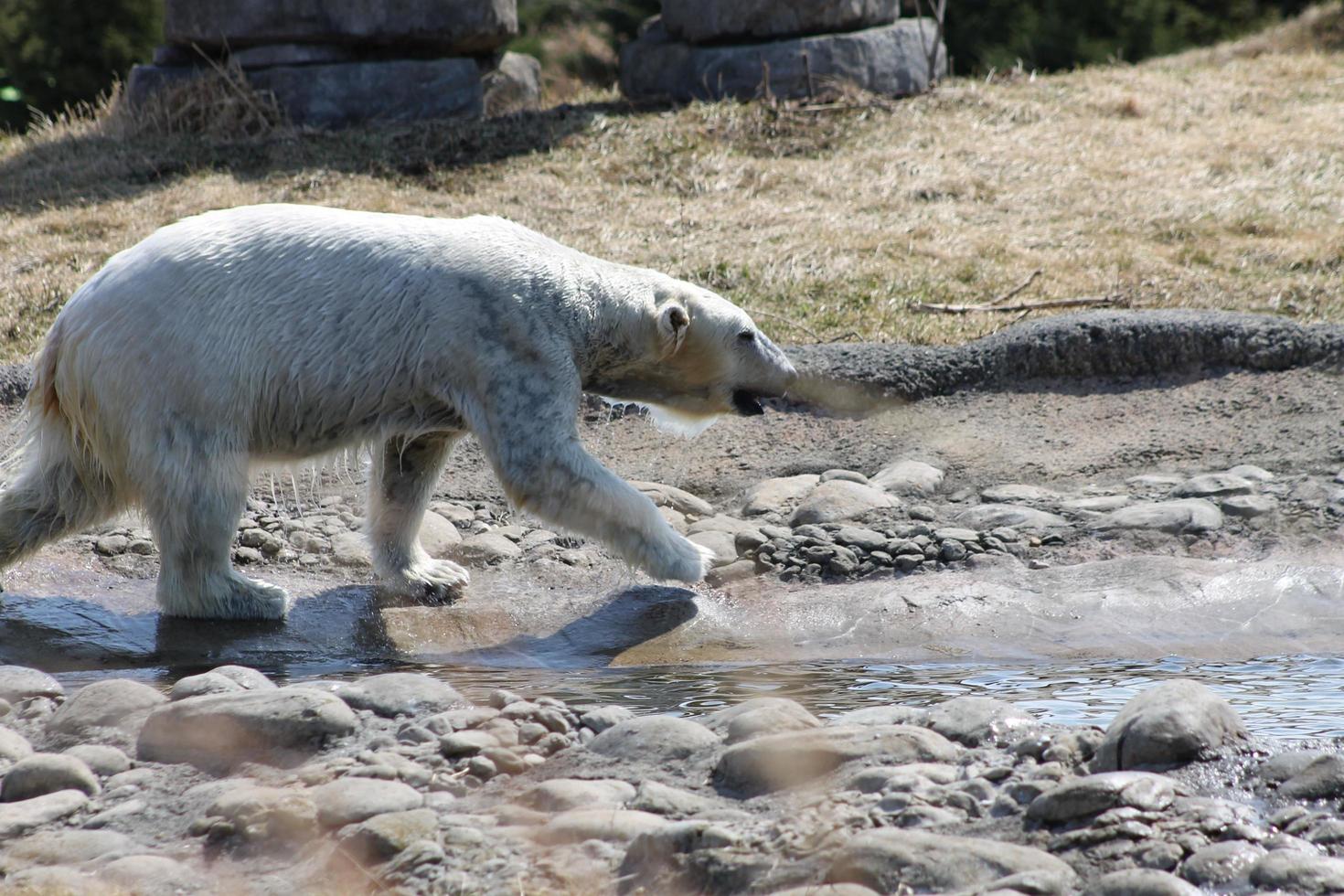 Eisbär im Wasser foto