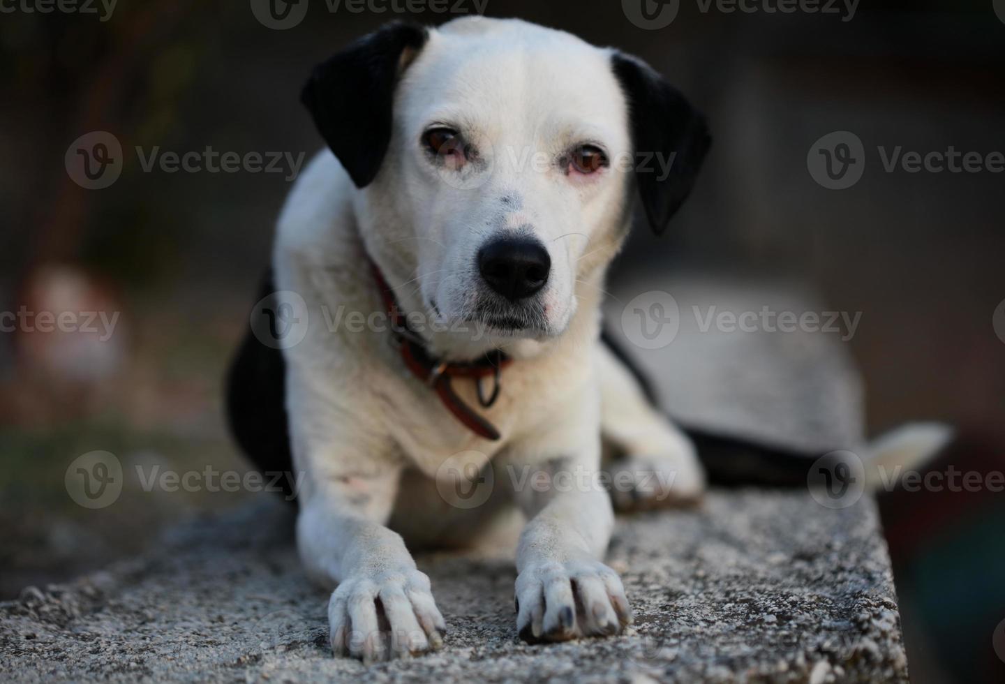 süßes weißes und schwarzes Hundeprofil, Nahaufnahme, Tierhintergrund, hohe Qualität, großer Sofortdruck foto