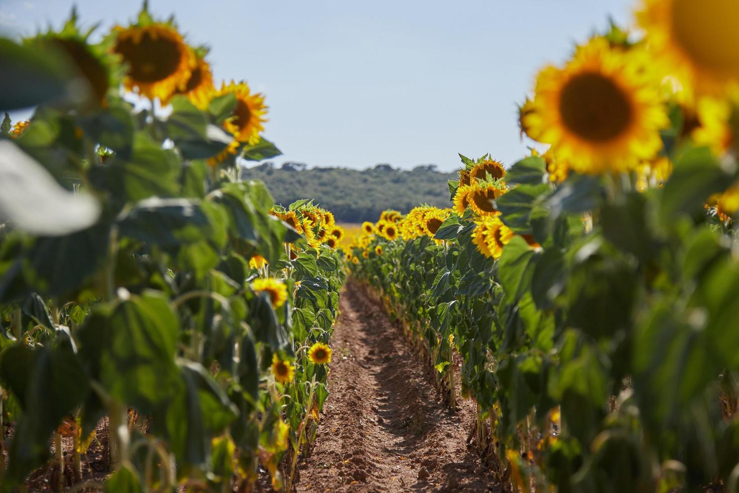 Feldweg in einem Sonnenblumenfeld foto