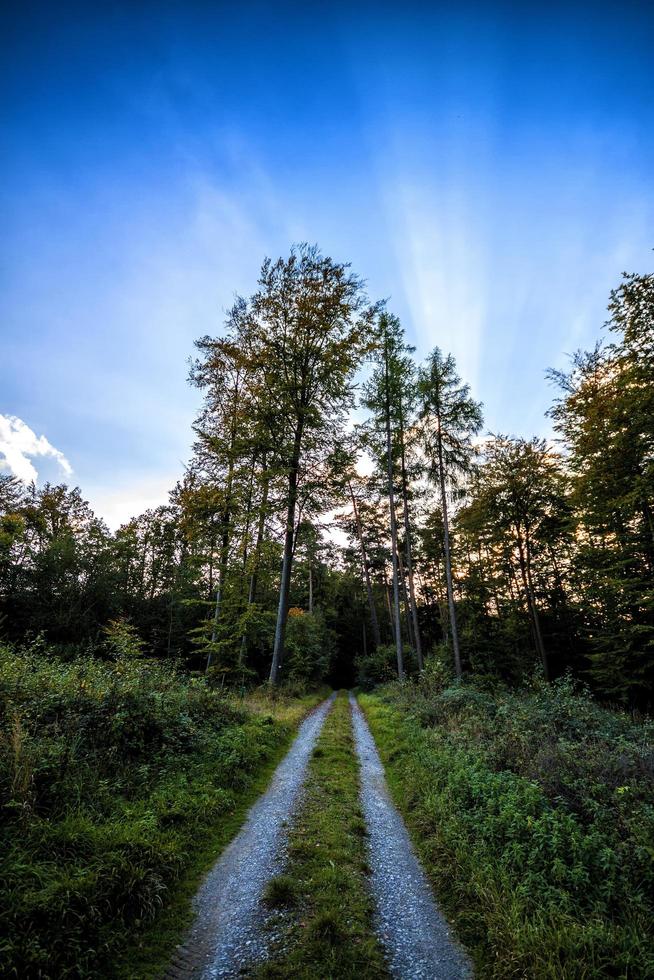 Straße in einem Feld mit Bäumen foto