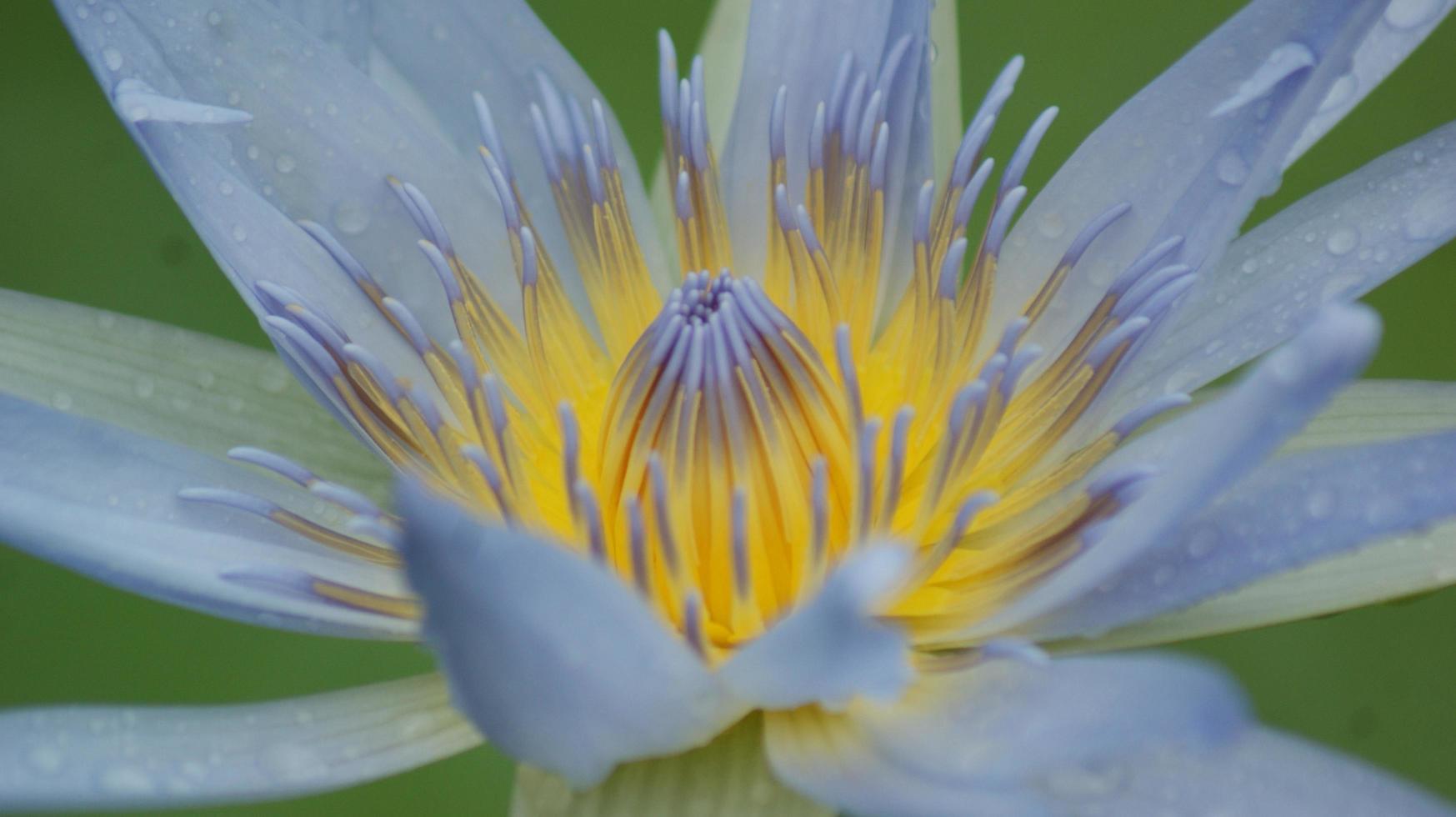 Nahaufnahme eines blauen und gelben Lotus foto