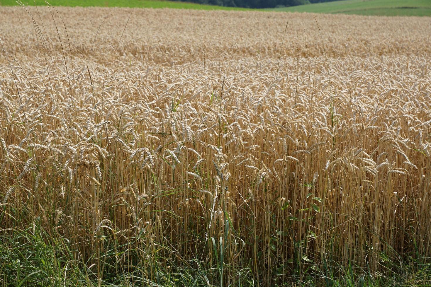 Weizenfeld vor der Ernte foto